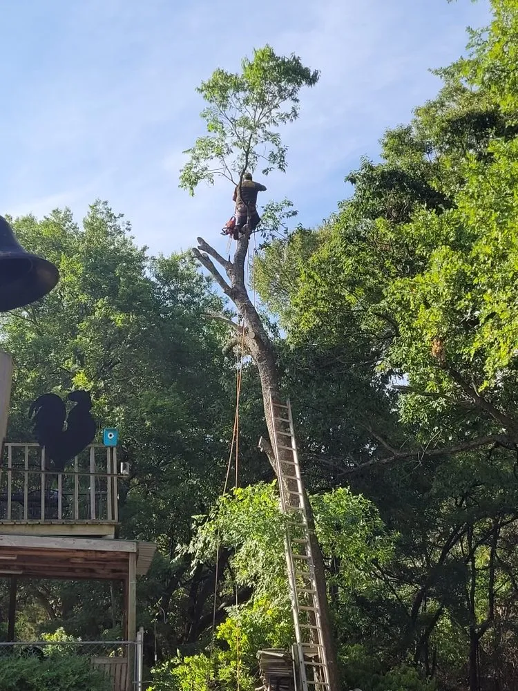 Slide of Lone Star Tree & Roofing Services