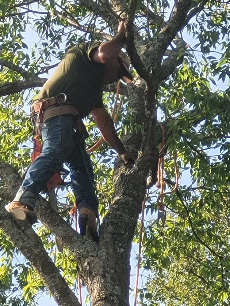 Slide of Lone Star Tree & Roofing Services