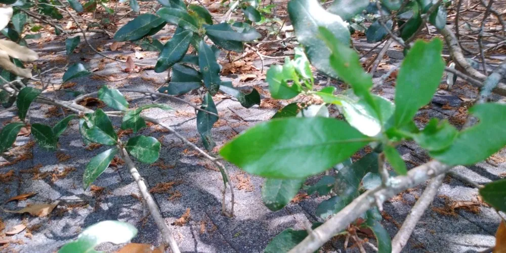 Slide of Lowcountry Roof Repairs