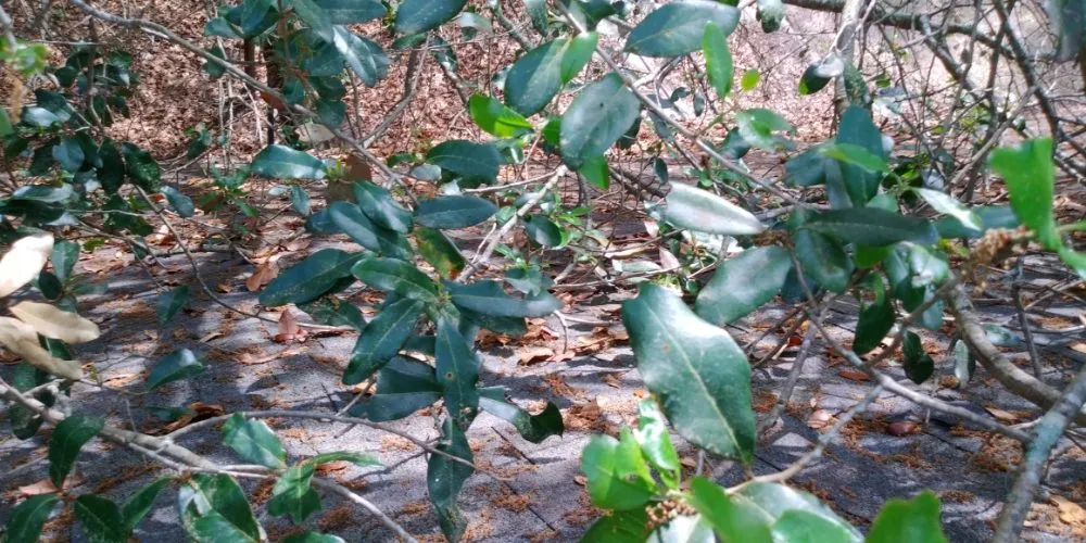 Slide of Lowcountry Roof Repairs