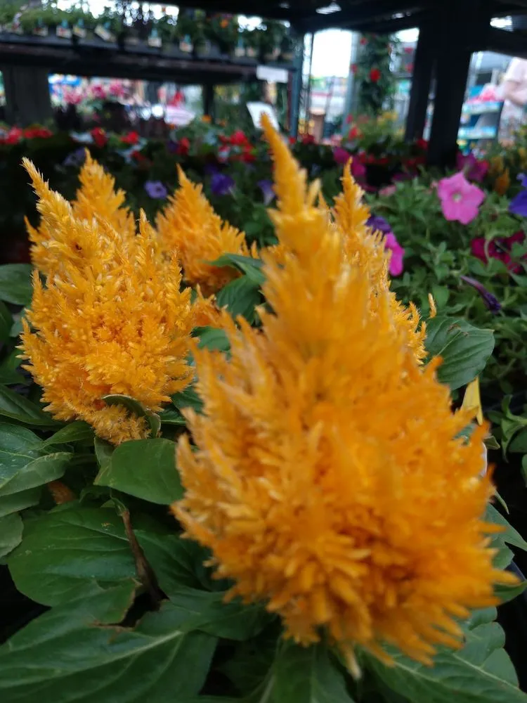 Slide of Lowe's Home Improvement