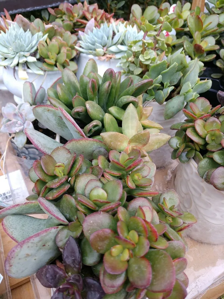 Slide of Lowe's Home Improvement