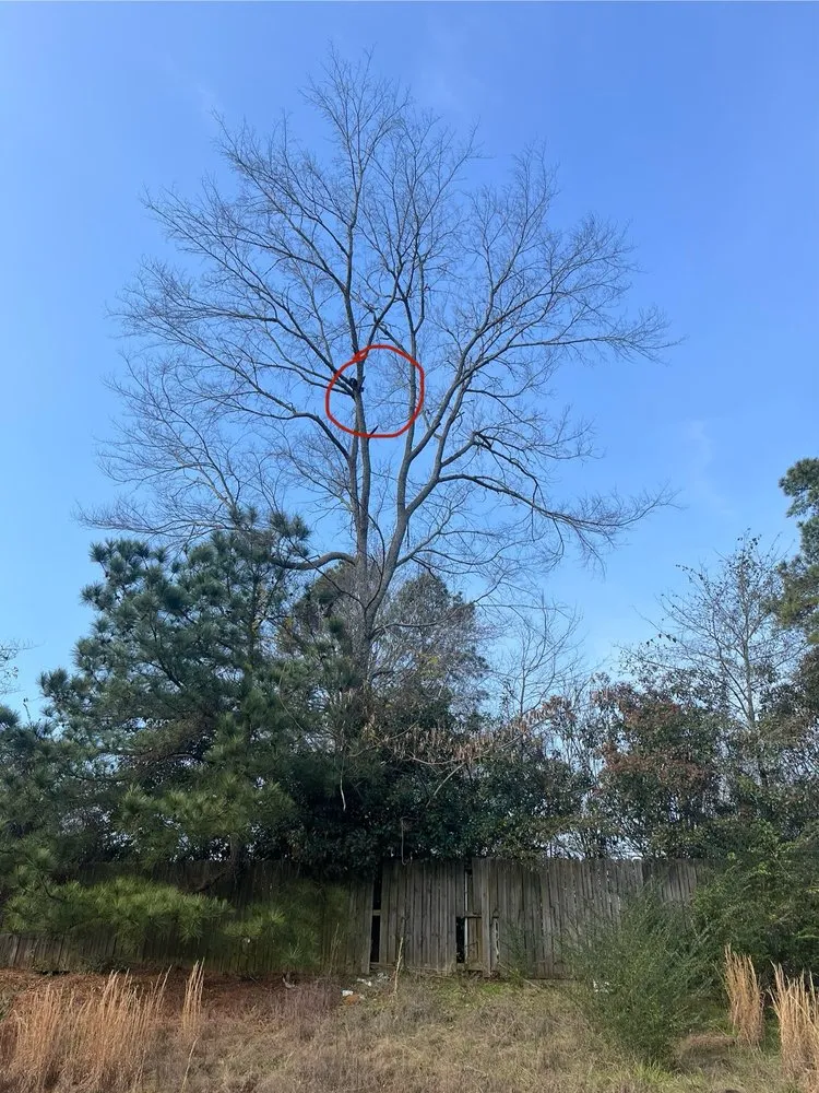 Expert roof repair near you across Mt Enterprise, TX - Luis Luna Tree & Roofing Service
