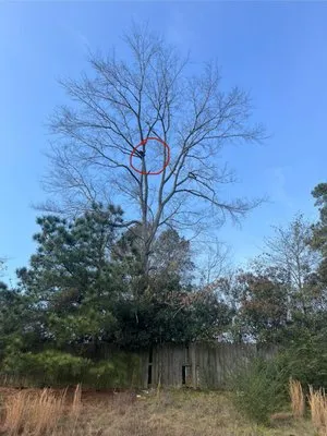 Luis Luna Tree & Roofing Service