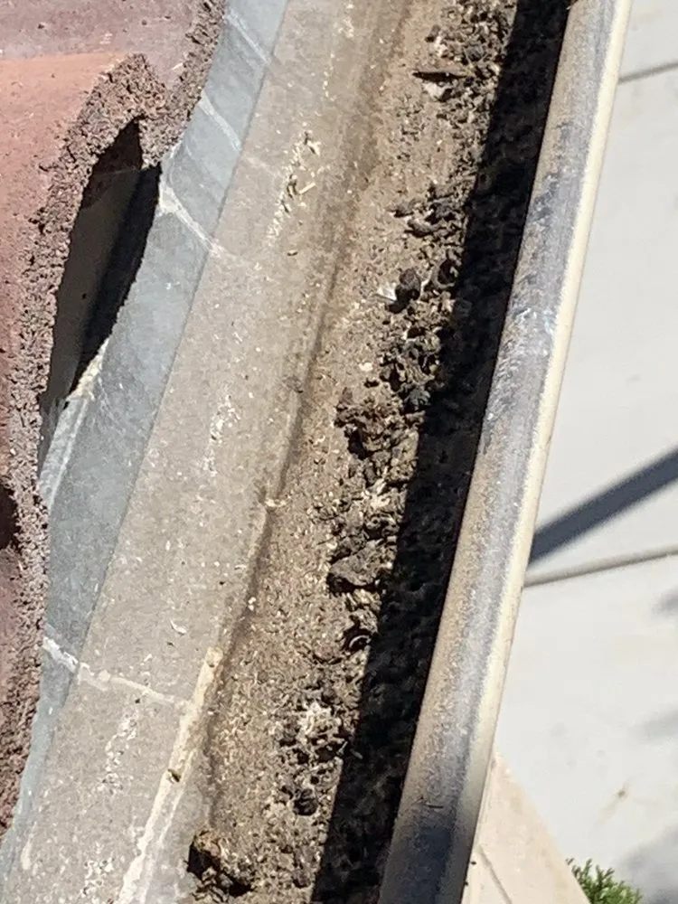 Slide of Lukas Pigeon Removal & Gutter Cleaning