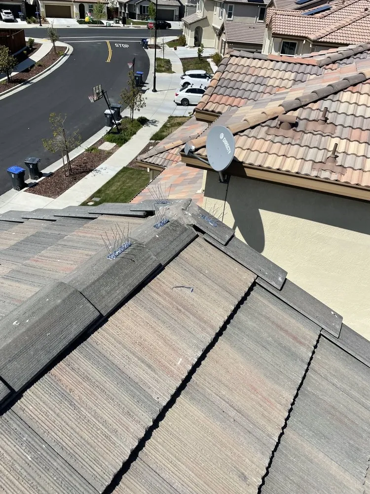 Slide of Lukas Pigeon Removal & Gutter Cleaning