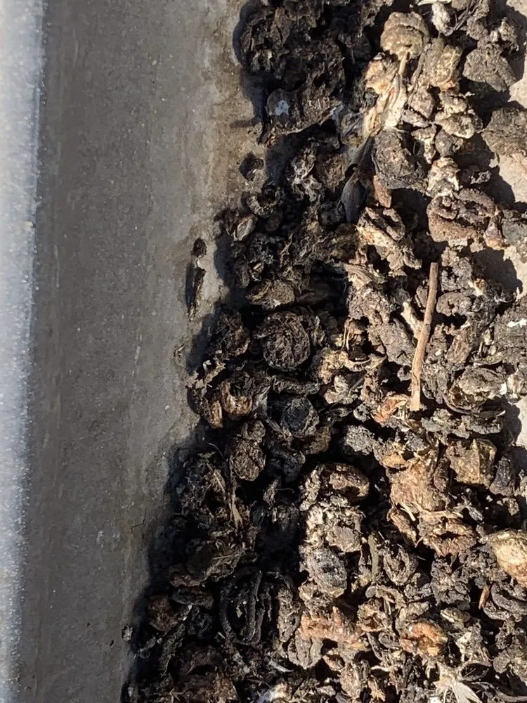 Slide of Lukas Pigeon Removal & Gutter Cleaning