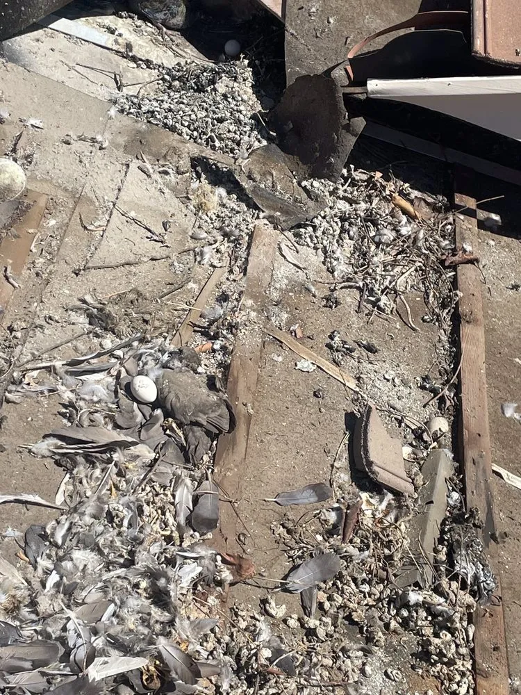 Slide of Lukas Pigeon Removal & Gutter Cleaning