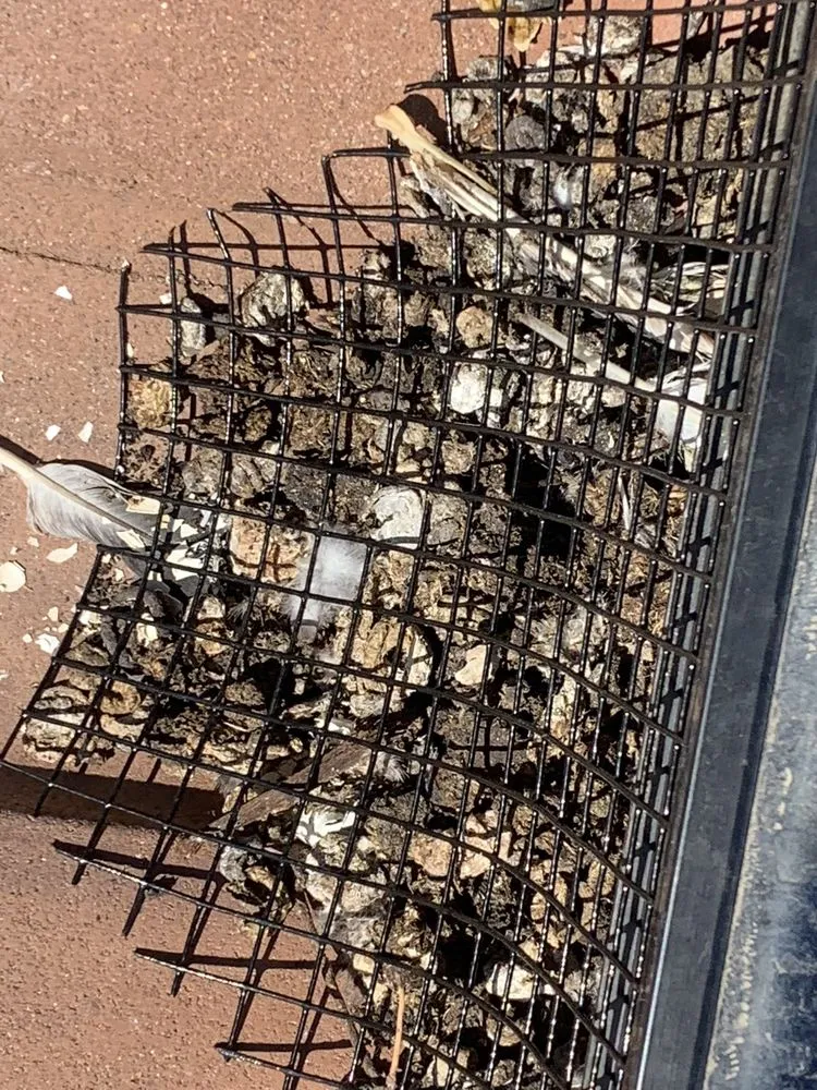 Slide of Lukas Pigeon Removal & Gutter Cleaning