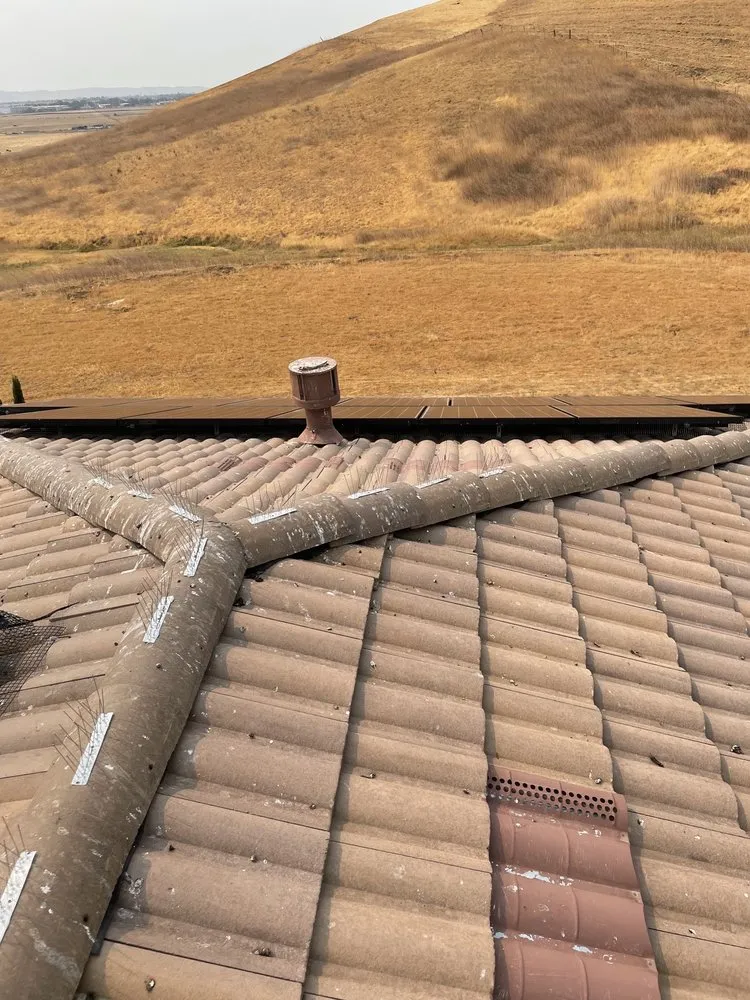 Slide of Lukas Pigeon Removal & Gutter Cleaning