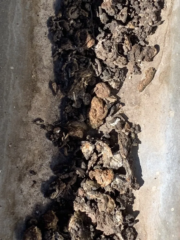 Slide of Lukas Pigeon Removal & Gutter Cleaning