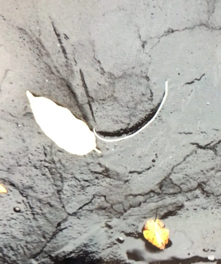 Slide of M. R. Plank Roofing