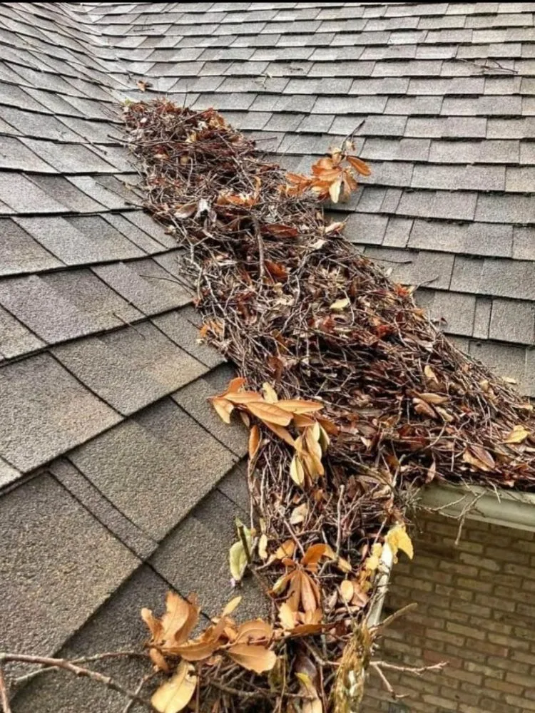 Slide of Macaw Roofing