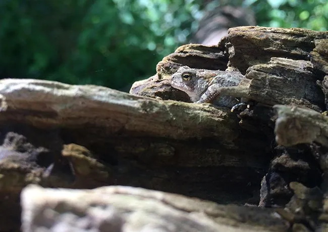 Slide of Mallard Systems