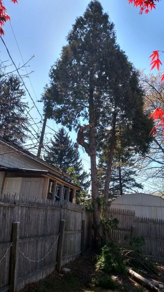 Slide of Match Grounds and Tree Service