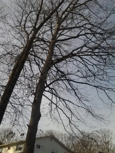 Slide of Match Grounds and Tree Service