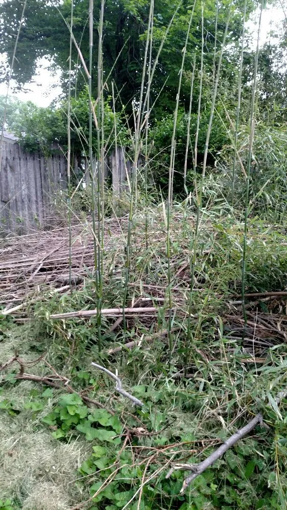 Slide of Match Grounds and Tree Service