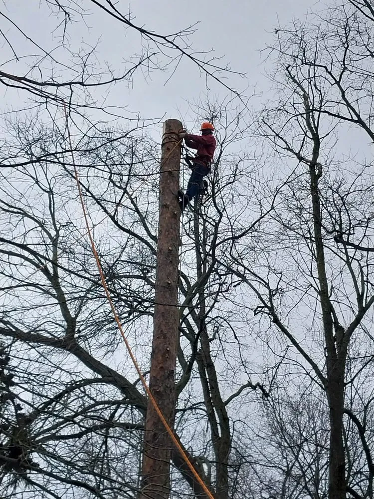Slide of Match Grounds and Tree Service