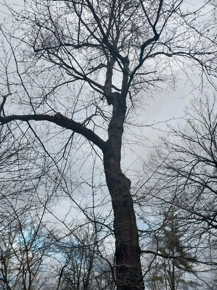 Slide of Match Grounds and Tree Service