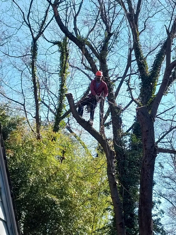 Slide of Match Grounds and Tree Service