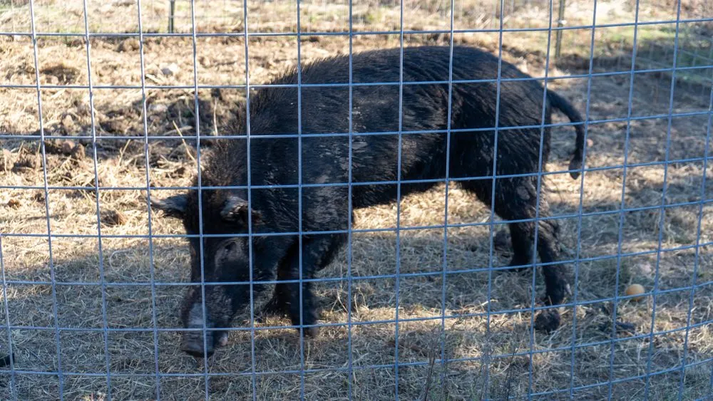 Slide of MB Wildlife Control