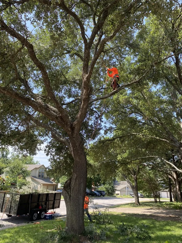 Slide of Mena Tree Service