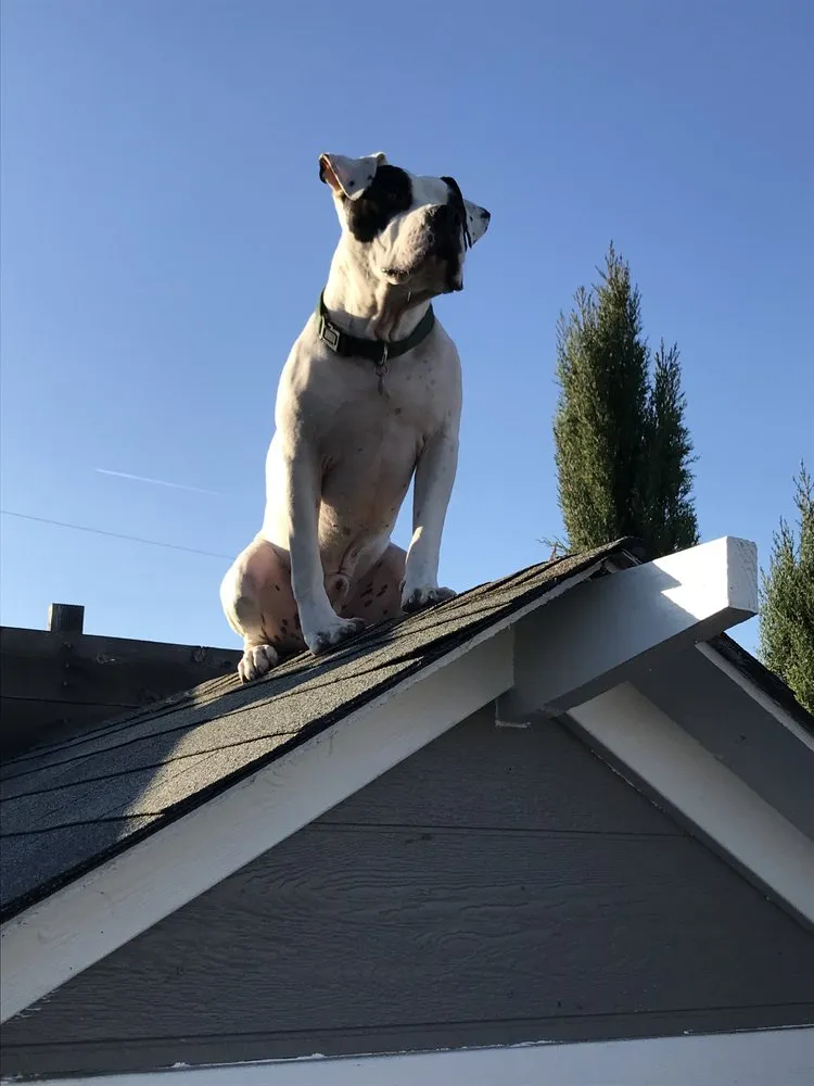 Slide of Meraki Construction