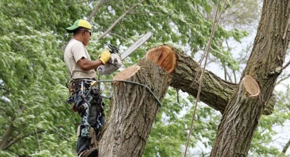 Slide of Michael Roofing and Tree Trimming