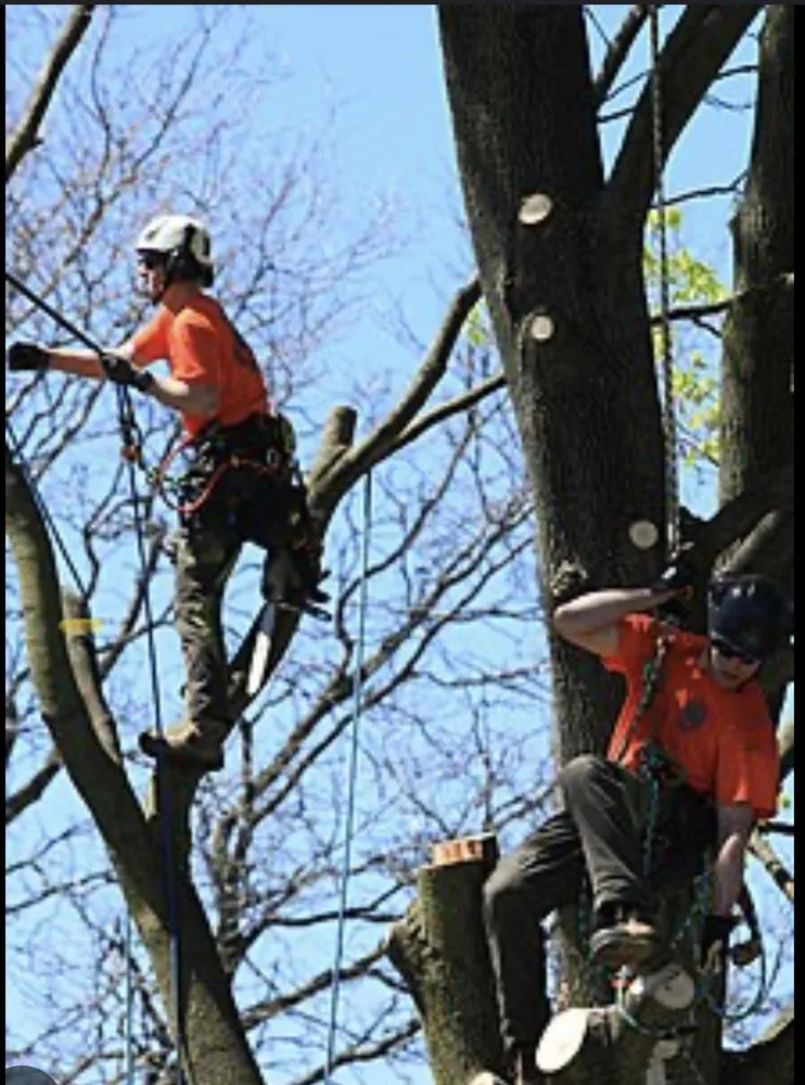 Slide of Michael Roofing and Tree Trimming