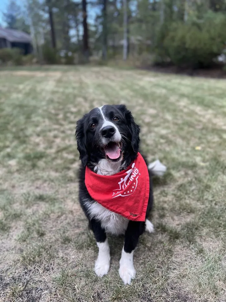 Slide of Mighty Dog Roofing