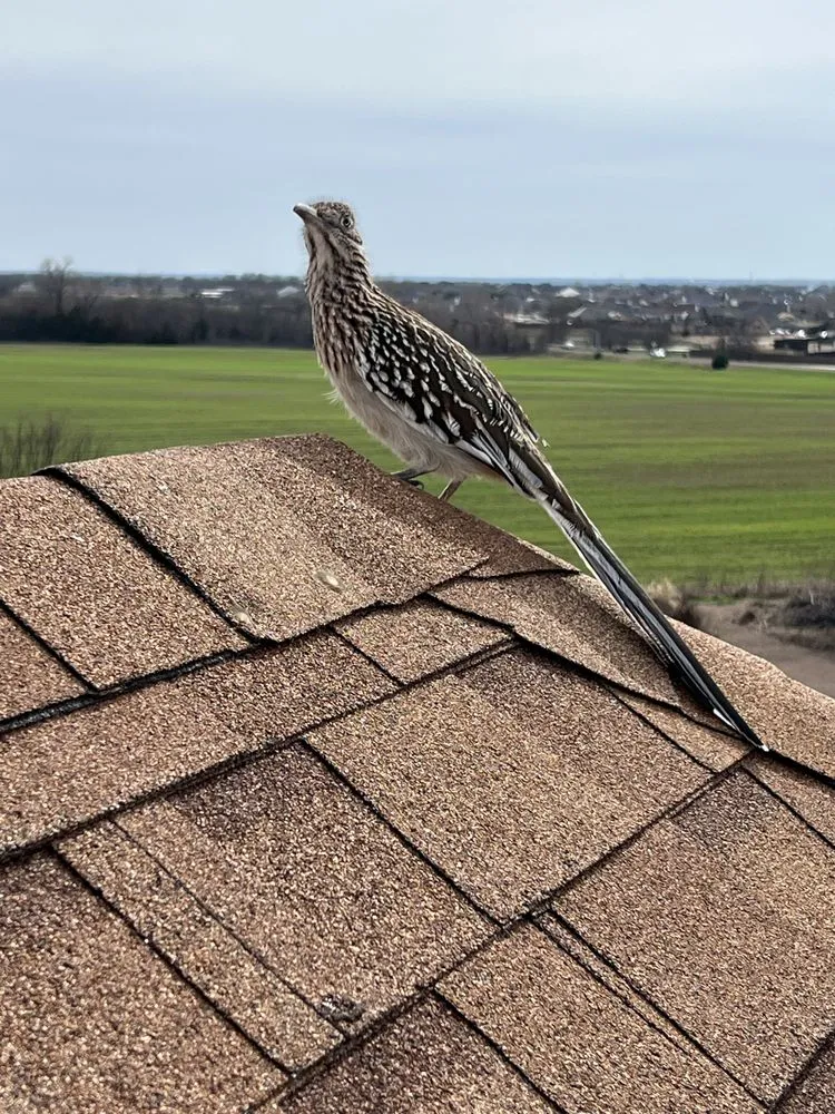 Slide of Mighty Dog Roofing