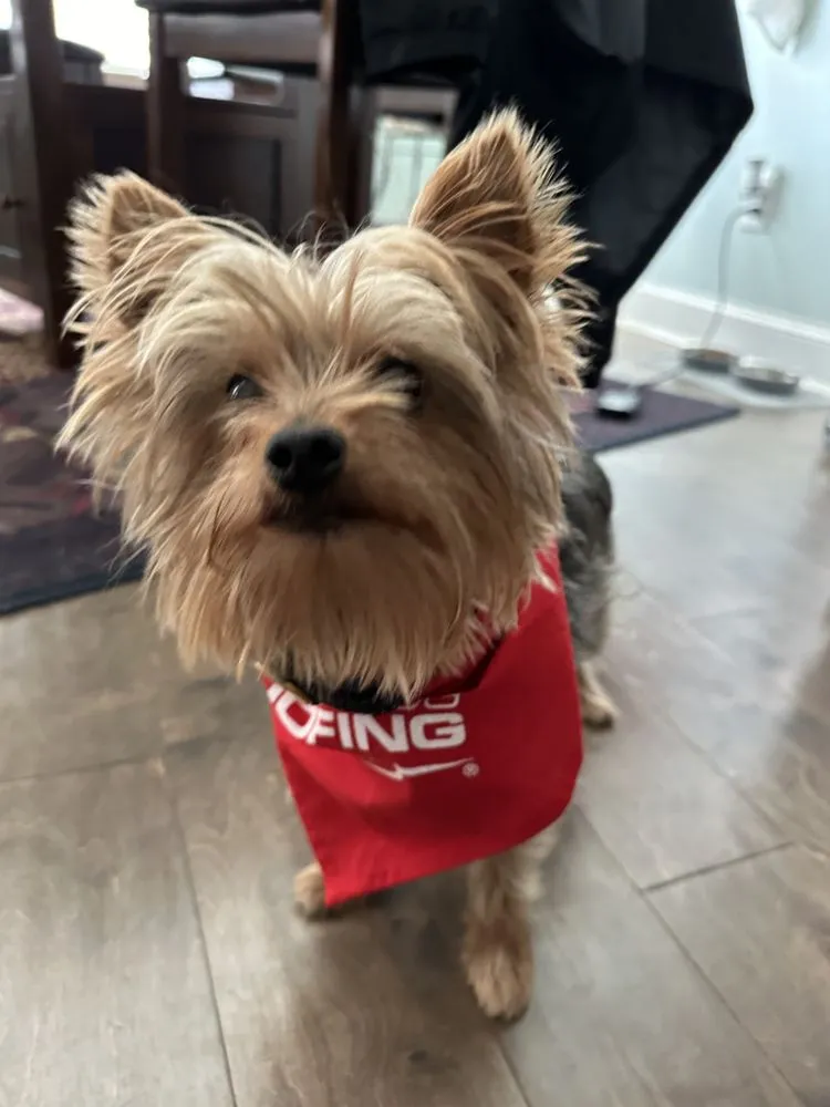 Slide of Mighty Dog Roofing