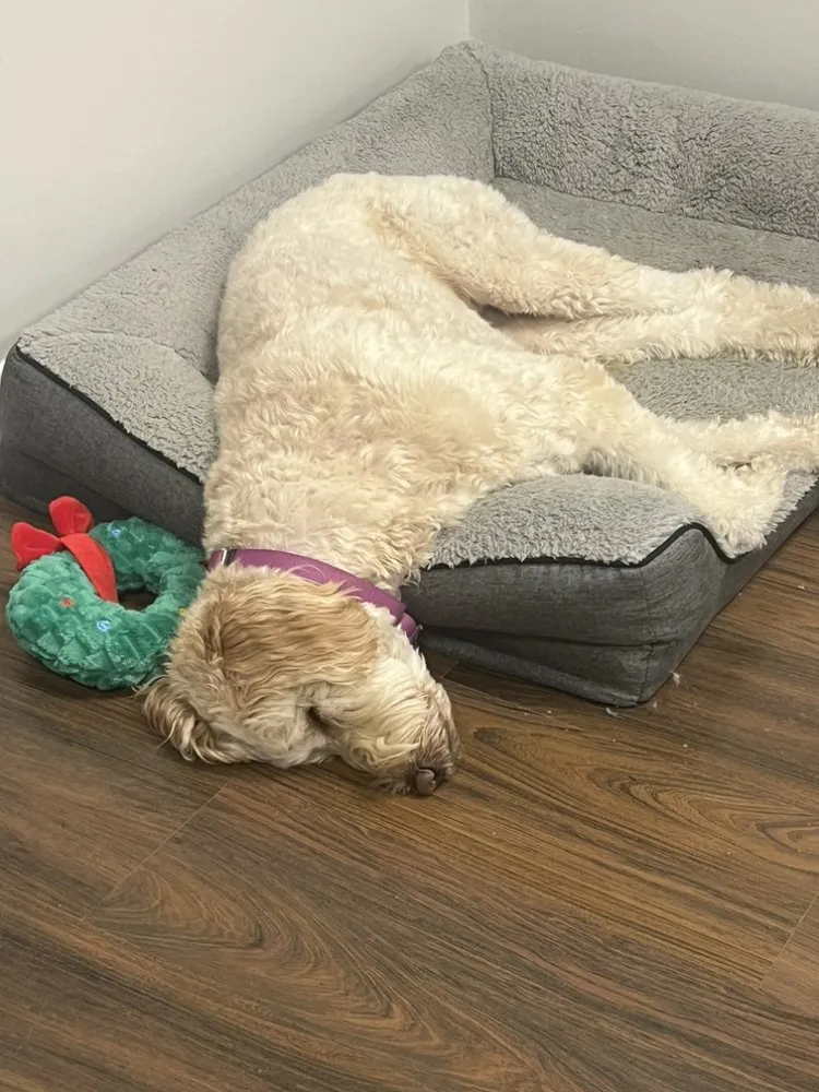 Slide of Mighty Dog Roofing