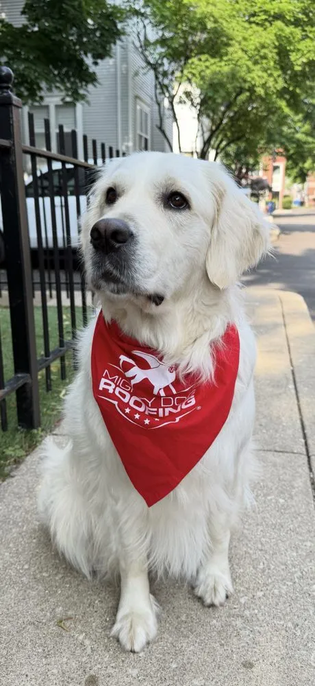 Slide of Mighty Dog Roofing