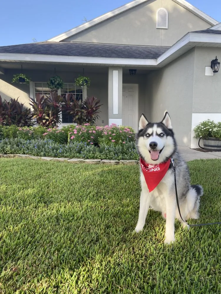 Slide of Mighty Dog Roofing North Orlando