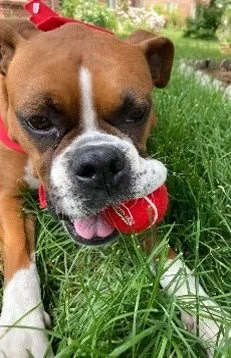 Slide of Mighty Dog Roofing of Greater Northeast Orlando