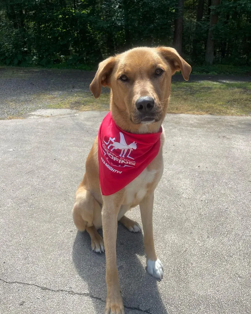 Slide of Mighty Dog Roofing of Northeastern Pennsylvania