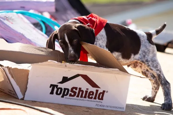 Mighty Dog Roofing of Novi Logo