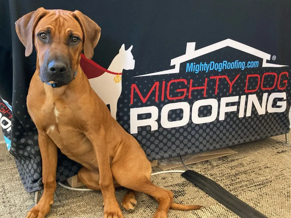 Slide of Mighty Dog Roofing of SE Tampa