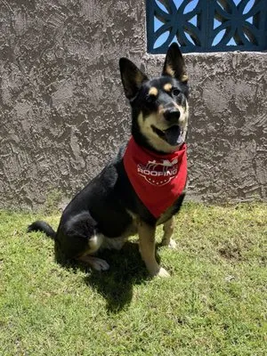 Mighty Dog Roofing of Tucson
