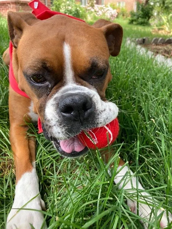 Slide of Mighty Dog Roofing