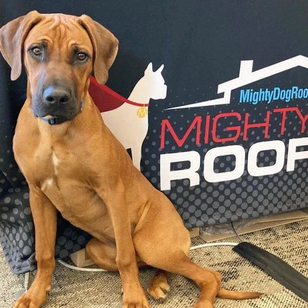Expert roof leak repair for residential properties in Sewell, NJ by Mighty Dog Roofing