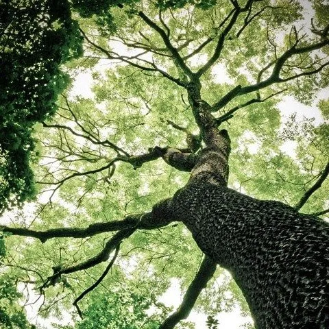 Slide of Miguel Landscaping