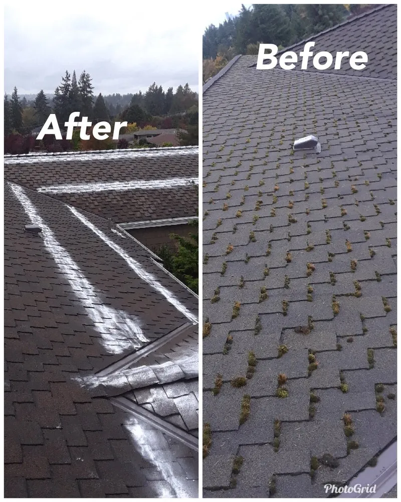 Slide of Monkey’s Services