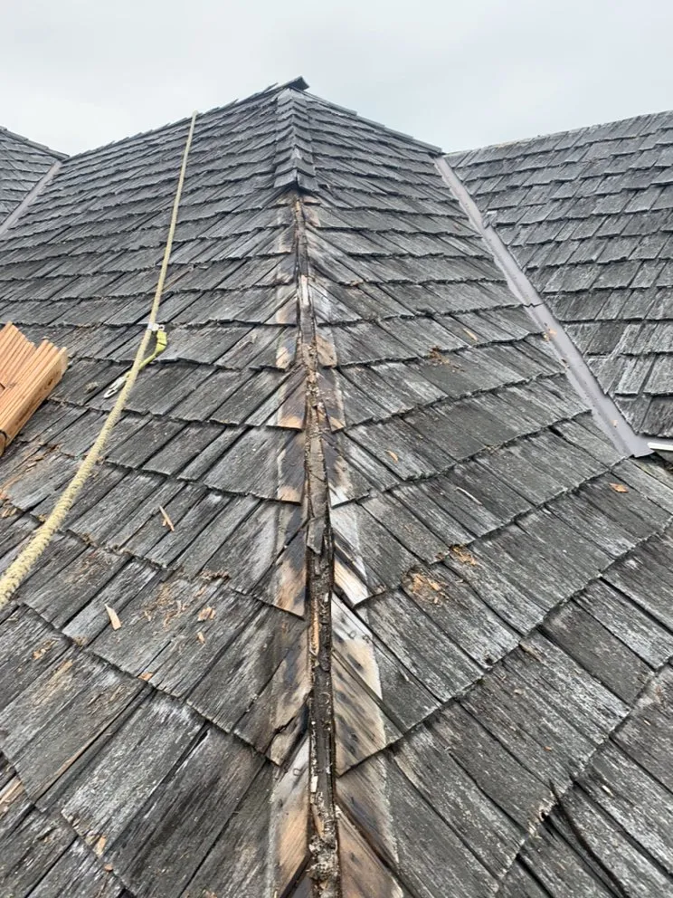 Slide of Monkey’s Services