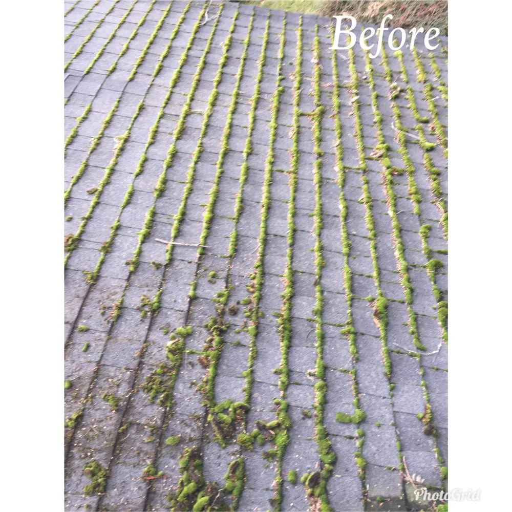 Slide of Monkey’s Services