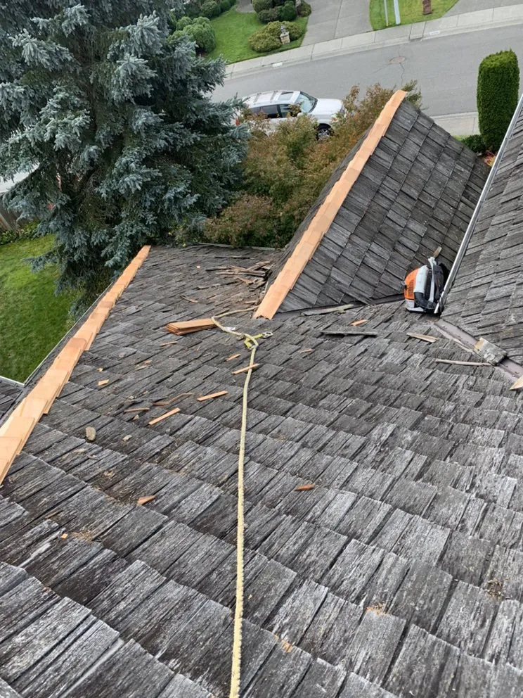 Slide of Monkey’s Services