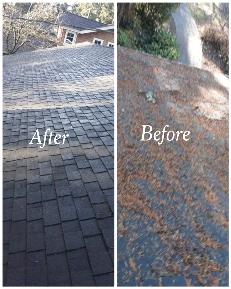 Slide of Monkey’s Services