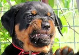 Slide of Moreno Roofing Solutions