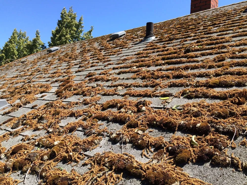 Slide of Moss-N-More